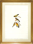 John James Audubon - Evening Grosbeak. Hand colored engraving with aquatint and etching.