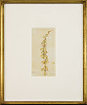 Vincent Colyer - Flowering Stalk. Watercolor
