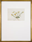 Vincent Colyer - This Flower Grows in Large Beds. Watercolor.