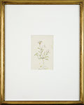 Vincent Colyer - White Flowers, May 11, 1869. Watercolor.